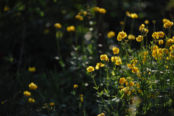 Globeflowers vihreällä kukkapenkkiin
 - Valokuva, kuva