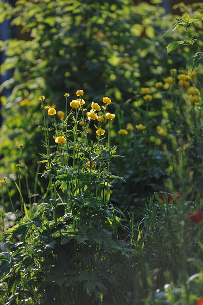 Globos de flores en macizo de flores verde
 - Foto, Imagen
