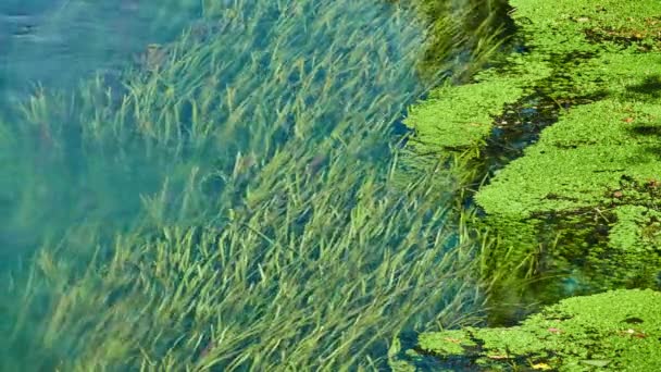 Las algas largas se pueden ver a través de la superficie transparente del agua
 - Metraje, vídeo