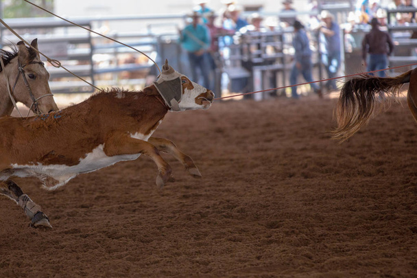 Vasikan köydenvedon tapahtuma maassa rodeo Australiassa
 - Valokuva, kuva