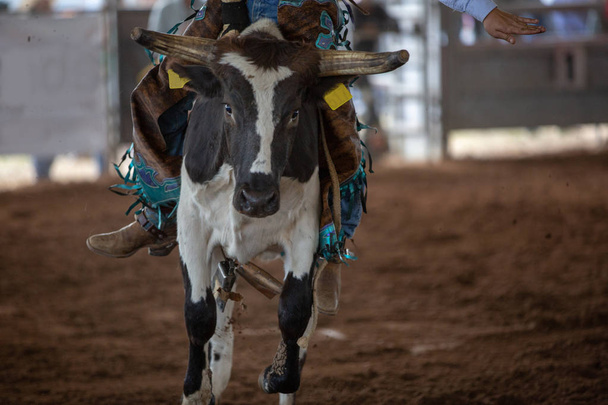 Close up of a calf with cowboy on its back being ridden in an event at an indoor country rodeo in Australia - Photo, Image