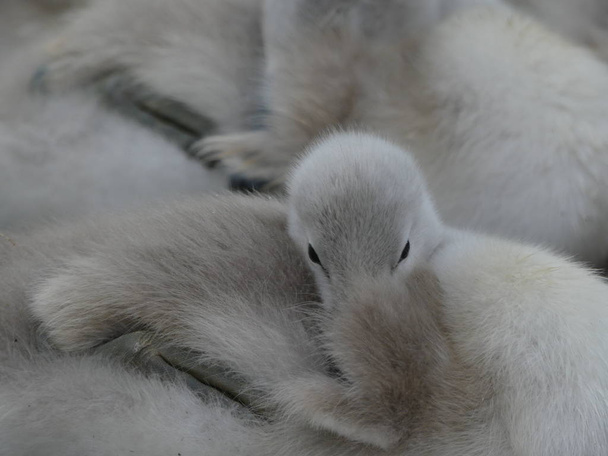 Cisnes bebé, Cygnets, descansando juntos llenando todo el cuadro. Se pueden ver los ojos de un cygnet mirando hacia la cámara
 - Foto, Imagen