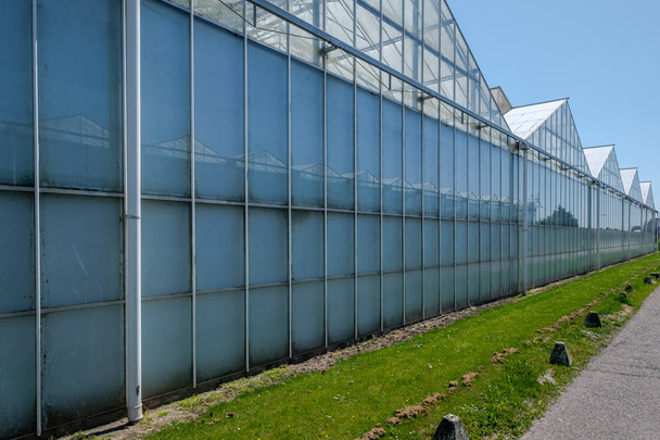 ウェストランド、オランダの温室です。ウエストランドは、オランダの地域で南ホラント州の西部の部分にあります。商業ガラス温室や温室、野菜や花のハイテク生産設備 - 写真・画像