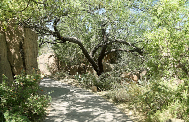 Μονοπάτι στον κήπο με κάκτους, δέντρα και θάμνους σε νότια Αριζόνα σε μια ηλιόλουστη ημέρα - Φωτογραφία, εικόνα