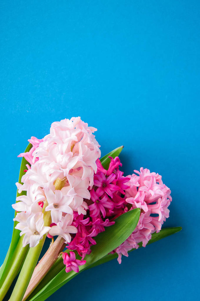 Bouquet of different colors hyacinth flowers on a blue background.  - Fotó, kép