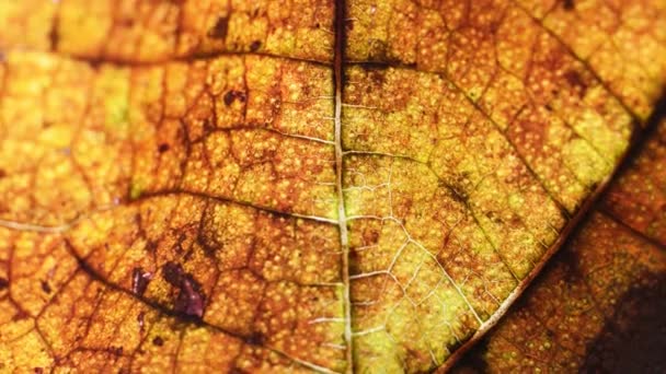 Close up de folhas secas
  - Filmagem, Vídeo