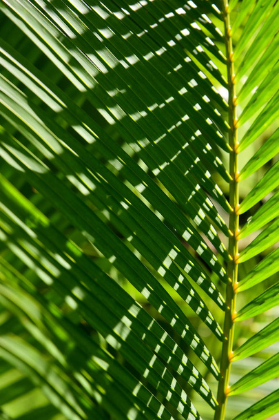 Palm leaves texture with shadow, Nature background. - Photo, Image