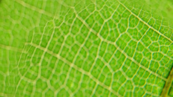 マクロ撮影の緑の葉の植物が分析されて、 - 映像、動画
