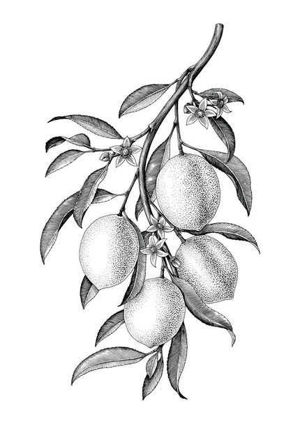 Lemon branch illustration black and white vintage clip art isolate on white background - Vector, Image