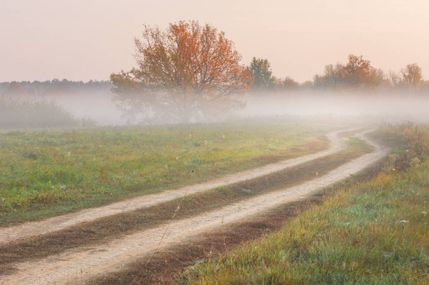 A estrada no outono, na floresta de carvalho
 - Foto, Imagem