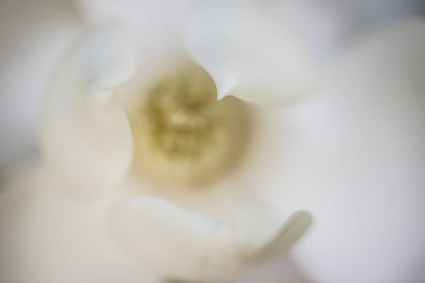 Szczegóły białego kwiatu, suthe magnolia grandiflora drzewa - Zdjęcie, obraz