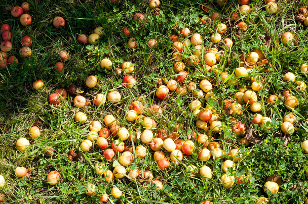 Kreeft en Wilde appel. Malus is een geslacht van kleine loofbomen of struiken uit de familie "Rosaceae". - Foto, afbeelding