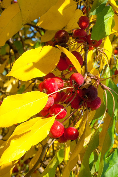 Jabłko i Dzikie Jabłko. Malus jest rodzajem o gatunkach małych drzew liściastych lub krzewów z rodziny Rosaceae - Zdjęcie, obraz
