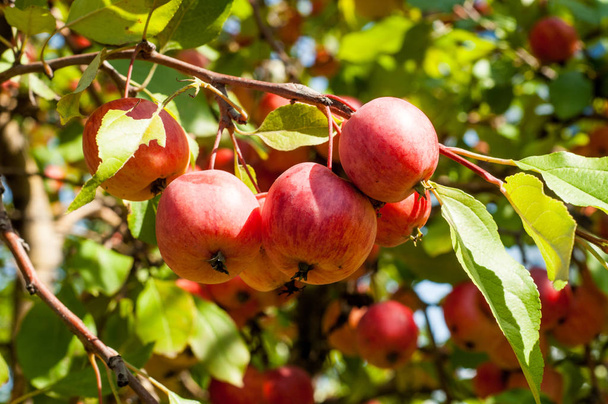 Kreeft en Wilde appel. Malus is een geslacht van kleine loofbomen of struiken uit de familie "Rosaceae". - Foto, afbeelding