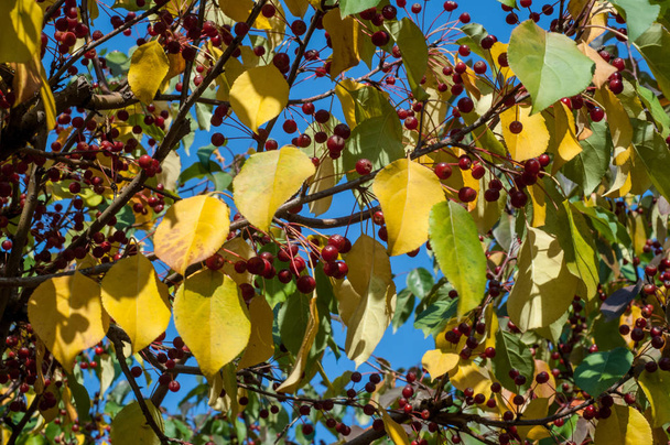 Rákalma és vadalma. A malus a Rosaceae családba tartozó kis lombhullató almafajok vagy cserjék nemzetsége. - Fotó, kép