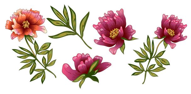 Розовый пион цветок в векторном стиле изолирован. Полное название растения: Пион. Векторный цветок для фона, текстуры, обертки, рамки или каймы
. - Вектор,изображение