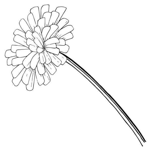 分離されたベクター スタイルのタンポポ。植物の完全な名前: タンポポ。背景、テクスチャ、ラッパー パターン、枠や図面枠のベクターの花. - ベクター画像