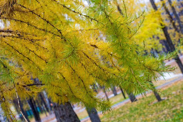 Texture, background, pattern. Autumn bright yellow needles of larch. a coniferous tree with bunches of deciduous bright green needles, found in cool regions of the northern hemisphere. - 写真・画像