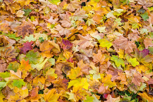 Texture, background, pattern. Autumn Leaves Leaves on the ground. Red yellow ruby - Фото, зображення