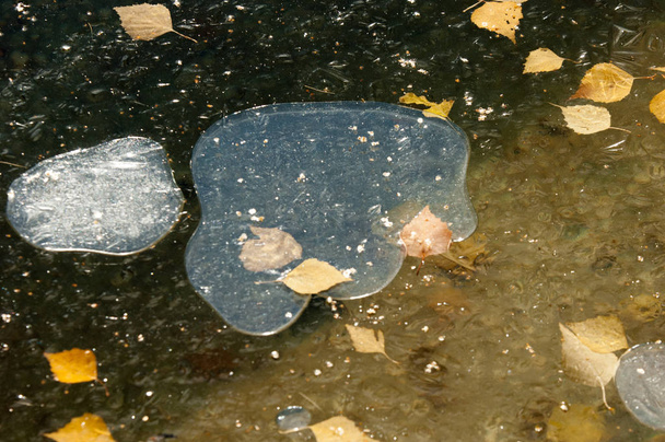 Automne dans le parc, Glace sur l'eau du bassin, les feuilles gelées dans la glace. feuilles jaunes d'automne
 - Photo, image