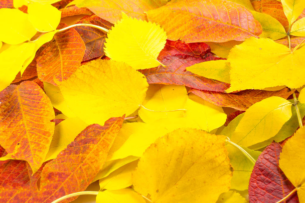 Tekstury, tła, wzór. Jesienią. Liście różnych drzew na białym tle - Zdjęcie, obraz