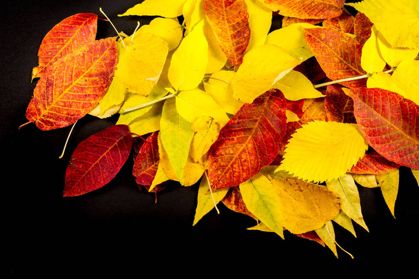 Textura, fondo, patrón. Hojas de otoño de diferentes tipos de madera aisladas sobre un fondo negro
 - Foto, imagen