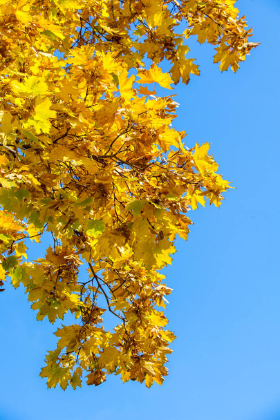 Textur, Hintergrund, Muster. Herbst. Ahornblätter am Baum, rot gelb orange - Foto, Bild