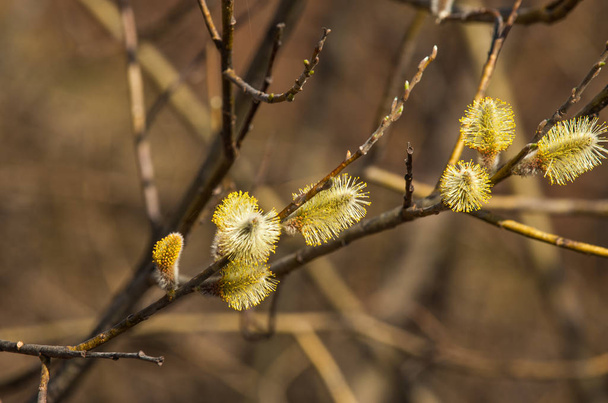 Spring landscape. Swollen buds of willows. Brightly yellow flowers buds of willow - Photo, Image