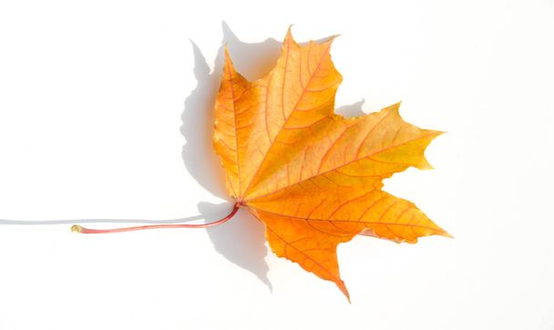 Textuur, achtergrond, patroon. Gele rode esdoorn bladeren op een witte achtergrond. Autumn's foto - Foto, afbeelding