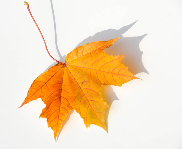 Texture, background, pattern. Leaves in autumn on a white background isolated. Maple. Red Yellow Leaves - Foto, imagen
