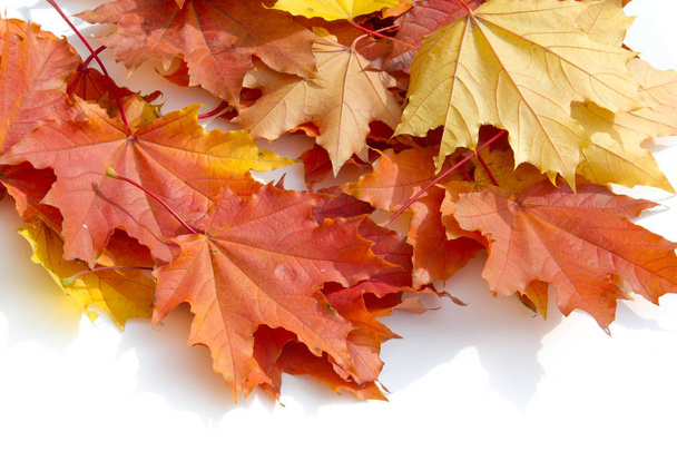 Texture, background, pattern. Yellow red maple leaves on white background. Autumn's Photo - Photo, Image