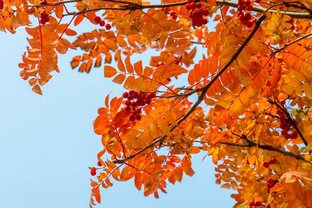 Tekstuuri, tausta, kuvio. Punainen keltainen vihreä syksyn lehdet puussa. Rowan
 - Valokuva, kuva