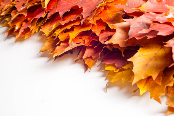 Texture, background, autumn maple leaves on a white background. a tree or shrub with lobed leaves, winged fruits, and colorful autumn foliage, grown as an ornamental or for its timber or syrupy sap. - Photo, Image