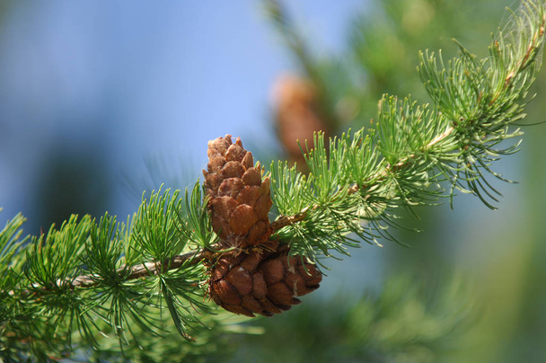 Havumetsälehtikuusen puu. Larix decidua, yleisnimi euroopanlehtikuusi, on laji lehtikuusi, kotoisin vuoret Keski-Euroopassa, Alpeilla ja Karpaattien vuoristossa sekä
 - Valokuva, kuva