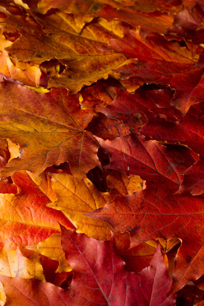 図面の背景、テクスチャ。秋のもみじの葉。秋の落ち葉の背景 - 写真・画像