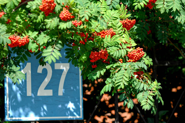 House number. Serial number. 127 Rowan branch with red berries   - Photo, Image
