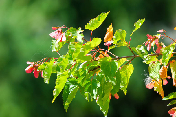 Un arbre. Acer saccharinum, communément appelé érable argenté, ruisseau, feuille d'argent, doux, eau, marécage ou érable blanc, est une espèce originaire de l'est et du centre des États-Unis et du Canada.
. - Photo, image