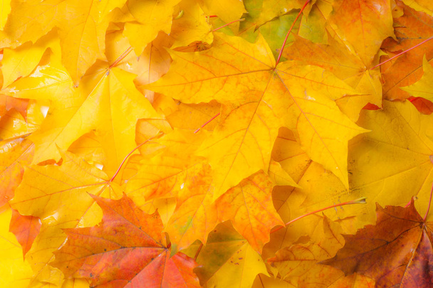 Herfst textuur. Kleurrijke esdoorn bladeren. Het verschijnsel heet gewoonlijk herfstkleuren of herfst gebladerte in Brits Engels en fall kleuren, fall gebladerte of gewoon gebladerte in Amerikaans Engels. - Foto, afbeelding