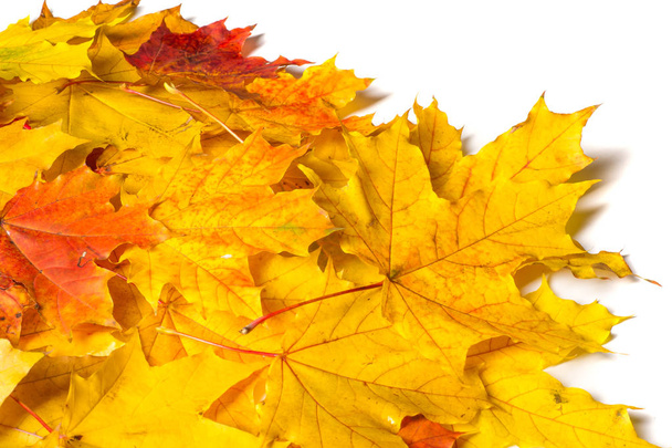 Υφή, φόντο, φαντασία. Φθινοπωρινό maple leaf, σαφή χρώματα, απομονωμένα σε λευκό φόντο  - Φωτογραφία, εικόνα