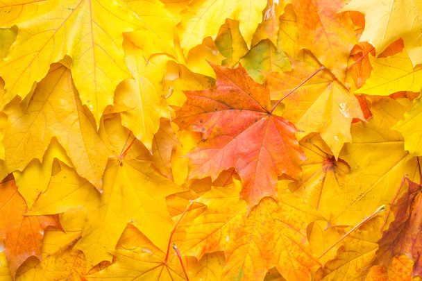 Autumn texture. Colorful maple leaves. The phenomenon is commonly called autumn colours or autumn foliage in British English and fall colors, fall foliage or simply foliage in American English. - Photo, Image