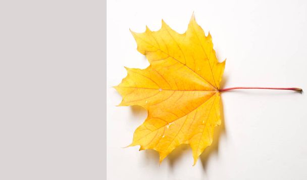 Textura, pozadí, vzor. Podzimní javorový list, jasné barvy, izolované na bílém pozadí  - Fotografie, Obrázek