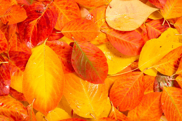 Textura, fondo, patrón. Hojas multicolores de otoño sobre fondo blanco
 - Foto, imagen