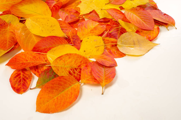 Textuur, achtergrond, patroon. Multi-gekleurde bladeren van de herfst op een witte achtergrond - Foto, afbeelding