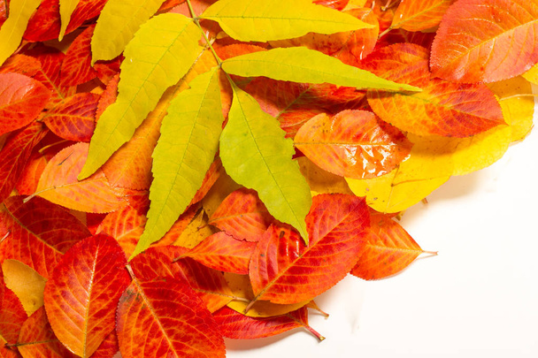 Textura, fondo, patrón. Hojas multicolores de otoño sobre fondo blanco
 - Foto, Imagen