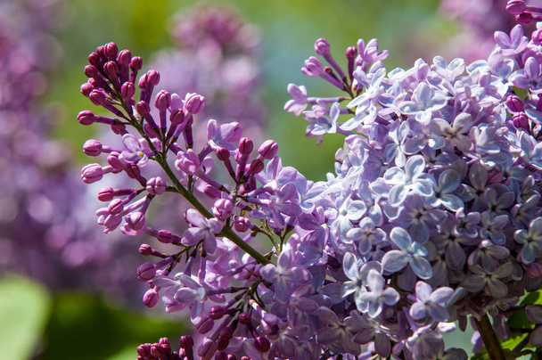 Mooie frisse paarse paarse bloemen. Sluiten van paarse bloemen. Voorjaarsbloem, een tak van lila. Lilac bush, lila achtergrond. Tak met lente lila bloemen. - Foto, afbeelding