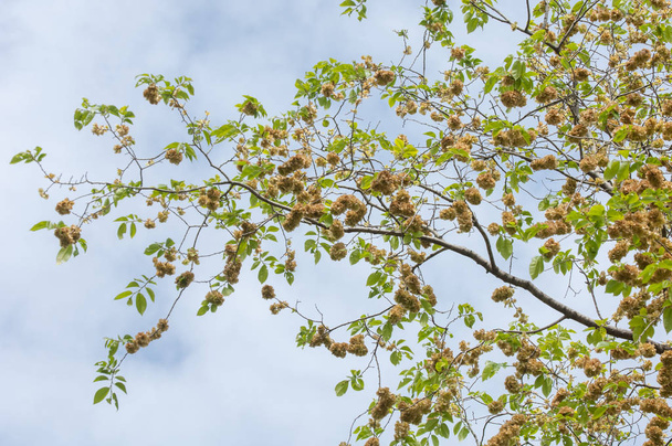 Flowers of Elms, Karagach. Elm Tree, fruits of the elm tree - Photo, Image