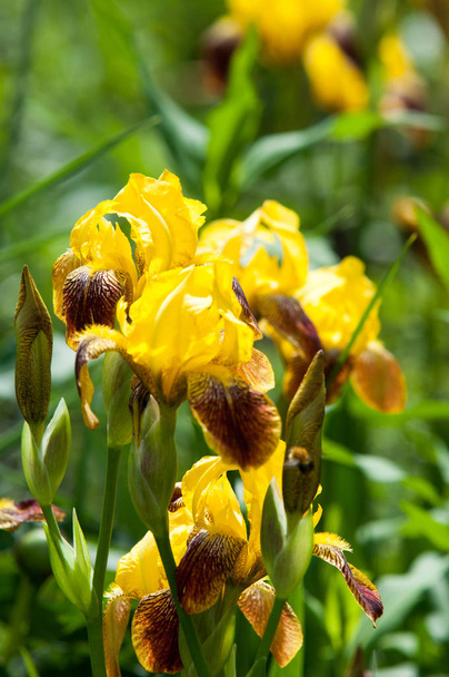 Photo d'été avec des fleurs iris
 - Photo, image