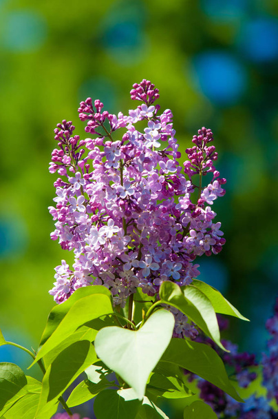 Schöne frische violette Blüten. Nahaufnahme von lila Blüten. Frühlingsblume, ein Zweig des Flieders. Fliederbusch, fliederfarbener Hintergrund. Zweig mit Frühlingsfliederblüten. - Foto, Bild