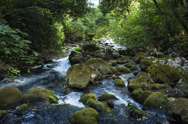 Egy erdőben, Horvátország Európában folyó. Gyönyörű táj és a természet fotó. Zöld fák, a kövek és a folyóvíz - Fotó, kép