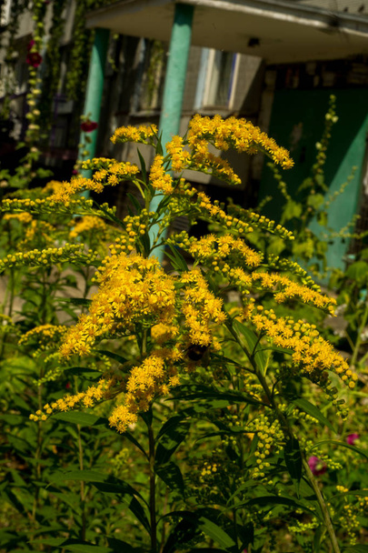 Золотушник, зазвичай називається goldenrods, — рід види квіткових рослин родини Астерс складноцвітих. Більшість з них є трав'яниста багаторічні види, знайдені у відкриті місця - Фото, зображення